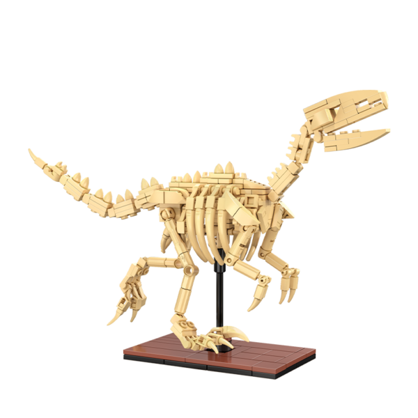Fossiles de dinosaure CaDA Velociraptor C59014W